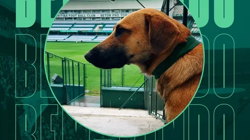 Foto: (Twitter Oficial Coritiba/Divulgação) – O Coritiba adotou um cachorro caramelo, que viralizou nas redes sociais ao assistir uma partida das arquibancadas do Couto Pereira
