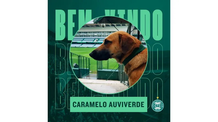 Foto: (Twitter Oficial Coritiba/Divulgação) - O Coritiba adotou um cachorro caramelo, que viralizou nas redes sociais ao assistir uma partida das arquibancadas do Couto Pereira