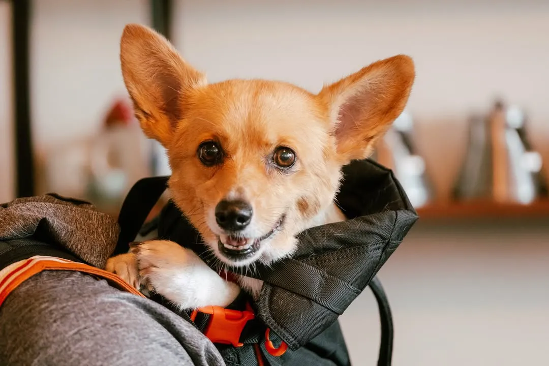 Air Corgi é conhecido por prever resultados esportivos no Instagram. Foto: Divulgação/Instagram