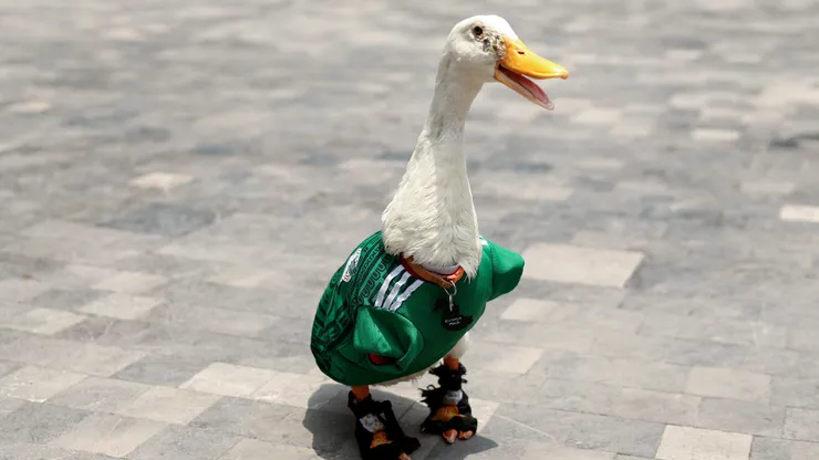 MEXICO CITY, MEXICO - JUNE 16: Merlin the Duck, dressed in a Mexico national team jersey, is seen on June 16, 2026 in Mexico City, Mexico. (Photo by Luke Hales/Getty Images)