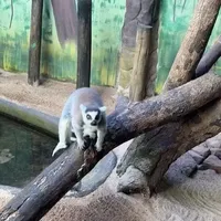 Lêmure de Taubaté iguala marca histórica do Polvo Paul