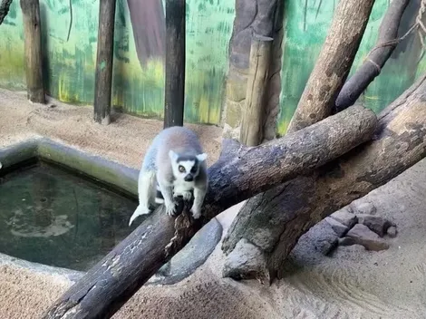 Lêmure de Taubaté iguala marca histórica do Polvo Paul