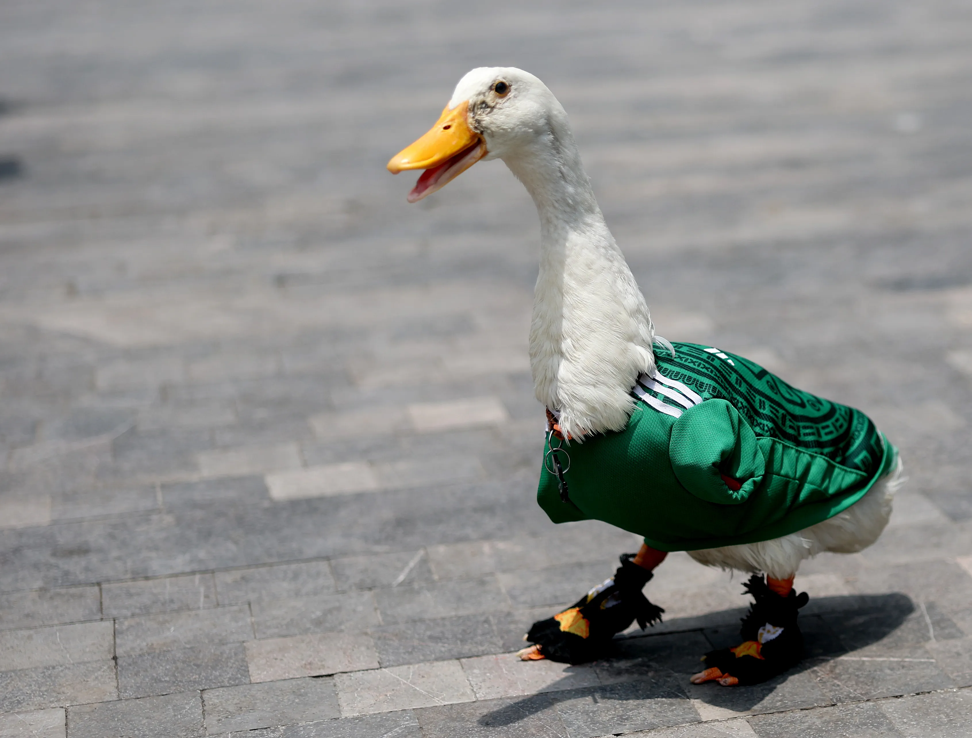 Pato Merlín nas ruas do México – Foto: Carl Recine/Getty Images.
