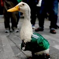 FIFA barra Pato Merlín de acompanhar o México no estádio