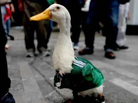 FIFA barra Pato Merlín de acompanhar o México no estádio